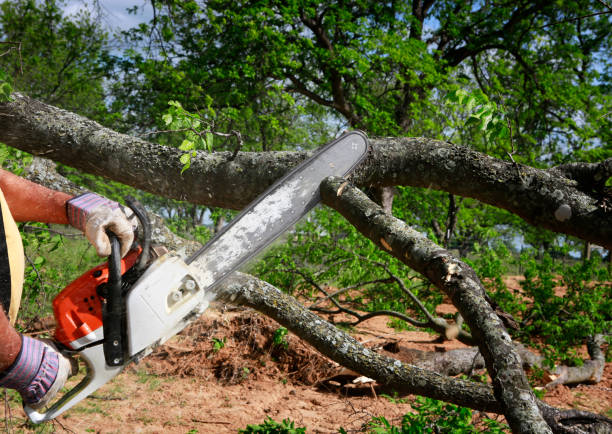 Best Storm Damage Tree Cleanup  in San Bernardino, CA